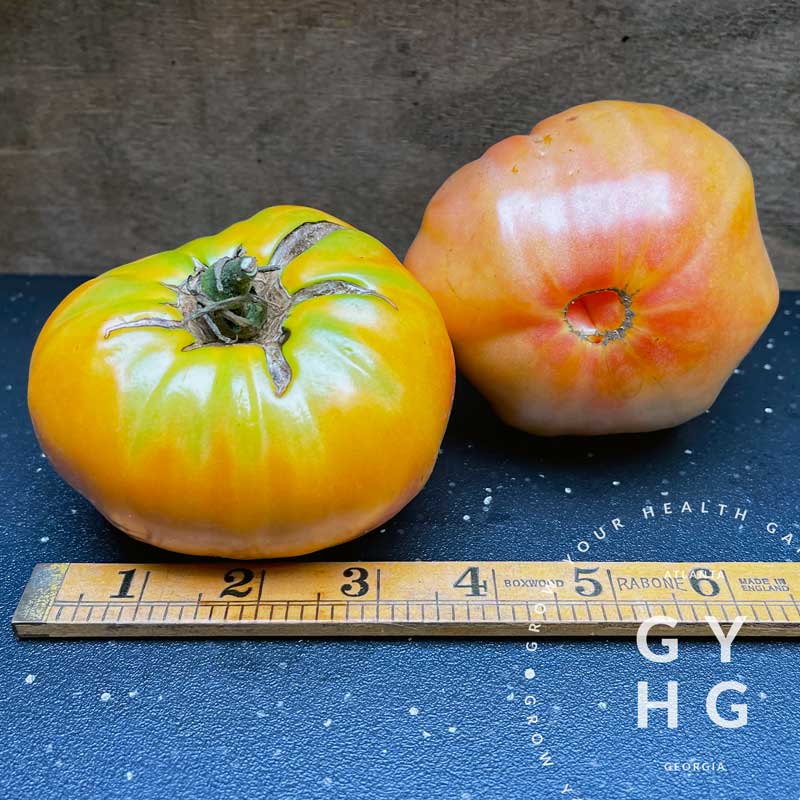 ★TAMATO★ Heirloom Heinz Tomato Seeds | South Ga Seed Co