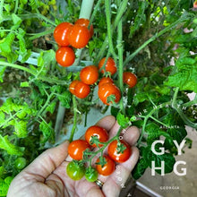 Load image into Gallery viewer, Pinocchio Micro Dwarf Red Cherry Tomato Growing on Vine
