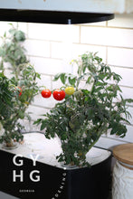 Load image into Gallery viewer, Red Robin Micro Dwarf Cherry Tomato Hydroponic Seeds (Rare)
