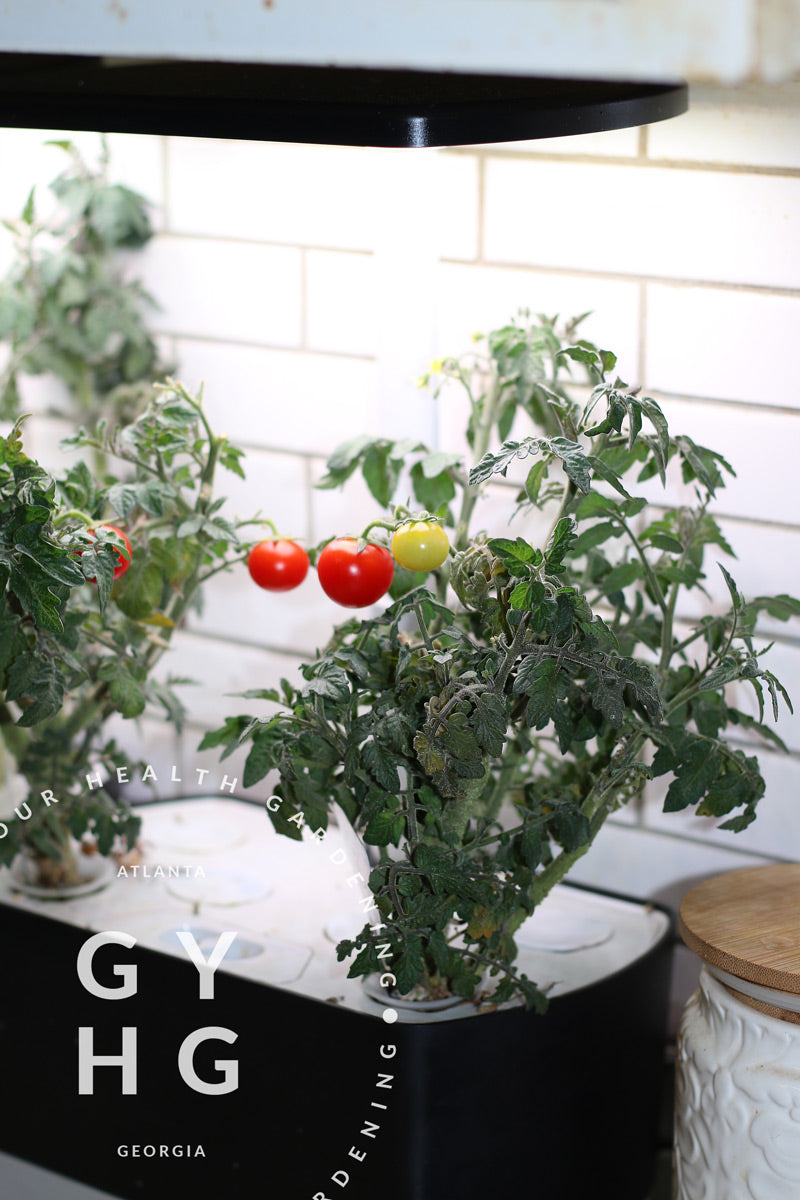 hydroponic cherry tomato yield per plant Red Robin Micro Dwarf Cherry Tomato Hydroponic Seeds (Rare)