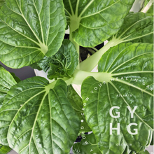 Load image into Gallery viewer, Bok Choy grows quickly and is so much better fresh than from the store!
