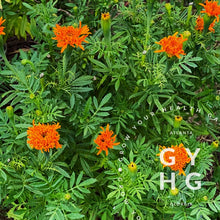 Load image into Gallery viewer, Spun Orange Marigold Flower seeds - Example of plant
