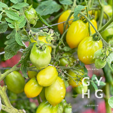 Load image into Gallery viewer, Téton de Vénus Jaune Italian Heirloom Tomato Seeds (Rare)
