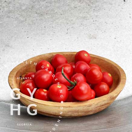 Tom Thumb Micro Dwarf Cherry Tomato Hydroponic Seeds (Rare) – Grow Your ...