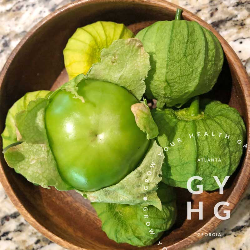 Hydroponic Adapted Green Tomatillo Seeds