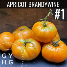 Load image into Gallery viewer, Apricot Brandywine Heirloom Tomato placed number one in our tomato trials hydroponic adapted seed
