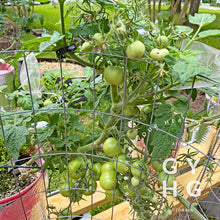 Load image into Gallery viewer, Example of Wagner&#39;s Green Salad Tomato aka Green Elf Tomato
