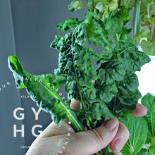 Load image into Gallery viewer, Arugula Greens Heirloom Hydroponic Seeds
