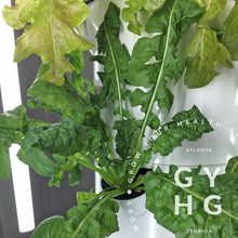 Load image into Gallery viewer, Arugula Greens Heirloom Hydroponic Seeds
