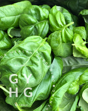 Load image into Gallery viewer, Genovese Italian Sweet Basil harvested and ready to make pesto
