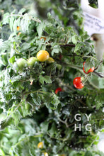 Load image into Gallery viewer, On plant example Birdie Rouge Microdwarf Tomato Seeds for Sale Hydroponic Adapted
