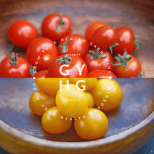 Load image into Gallery viewer, Can&#39;t decide which one to buy? Try both! Save some money when you purchase Birdie Rouge and Birdie Jaune Cherry Micro Dwarf Tomato Sampler
