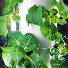 Load image into Gallery viewer, Bok Choy growing on aeroponic hydroponic vertical Tower Garden indoors
