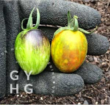 Load image into Gallery viewer, Ripeness indicator indication of Brad&#39;s Atomic Grape Tomato Seed for Sale
