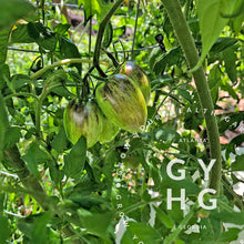 Load image into Gallery viewer, Brad&#39;s Atomic Grape Cherry Tomato Hydroponic Seeds
