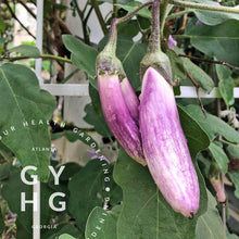 Load image into Gallery viewer, Bride Eggplant Hydroponic Seeds
