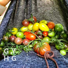 Load image into Gallery viewer, Black Cherry Heirloom Tomato grown hydroponically being harvested with other heirlooms
