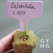 Load image into Gallery viewer, Calendula seedling emerging from rock wool to grow in a vertical hydroponic system like the Tower Garden
