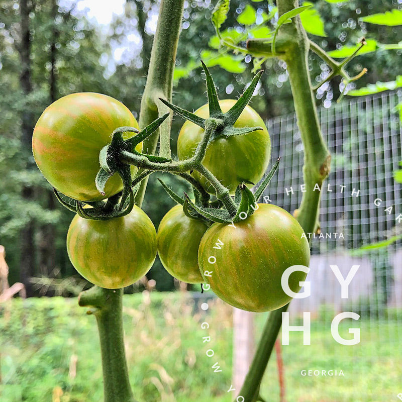 Green Bumble Bee Cherry Tomato