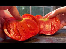 Load and play video in Gallery viewer, Video slicing open Garden Monster Leader Large Slicer Tomato hydroponic - adapted seed for sale

