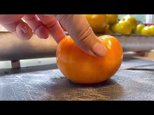 Load and play video in Gallery viewer, Slicing through Apricot Brandywine Heirloom Tomato
