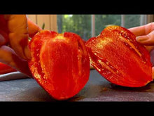 Load and play video in Gallery viewer, Cancelmo Family Red Paste Heirloom Tomato being cut open — look at all that great tasting pulp!
