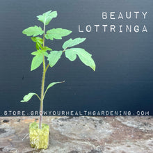 Load image into Gallery viewer, Beauty Lottringa Rare Ruffled Heirloom Tomato Seeds
