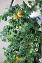 Load image into Gallery viewer, Example of Jochalos Microdwarf Tomato Plant for Sale
