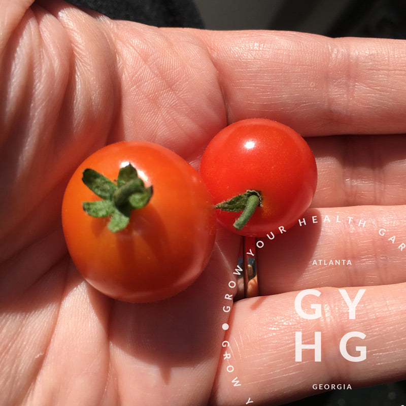 Little Red Riding Hood Micro Dwarf Cherry Tomato Hydroponic Adapted Seed