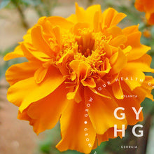 Load image into Gallery viewer, Marigold Blend Mix Herbs Heirloom Seeds
