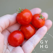 Load image into Gallery viewer, Little Mo Microdwarf Cherry Tomato Mohammed Seed for Sale
