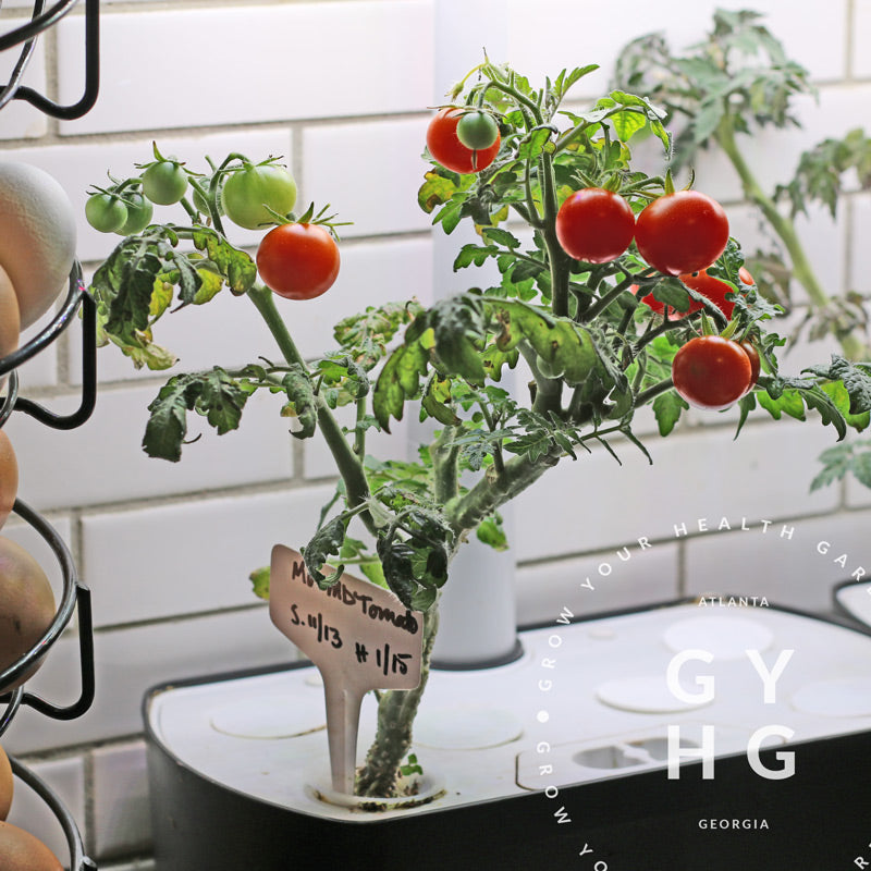 hydroponic tomato plants Little Mo Micro Dwarf Cherry Tomato Hydroponic Seeds (Rare)