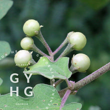 Load image into Gallery viewer, Noong to Klong Pea Eggplant aka Turkey Berry Seeds - rare in U.S.
