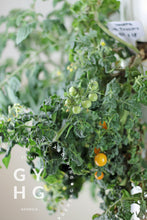 Load image into Gallery viewer, Pinocchio Yellow Microdwarf Cherry Tomato Plant Size Hydroponic Adapted Seed for Sale 
