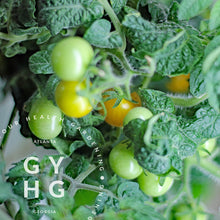 Load image into Gallery viewer, Pinocchio Yellow Microdwarf Cherry Tomato on vine example Hydroponic Adapted Seed for Sale 
