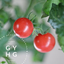 Load image into Gallery viewer, Rosy Finch Micro Dwarf Red Cherry Tomatoes on the vine
