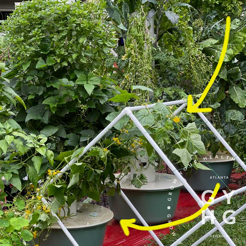 growing cucumber plants from seeds Space Master 80 Cucumber Seeds (Great for Pickling!) Hydroponic-Adapte – Grow Your Health Gardening