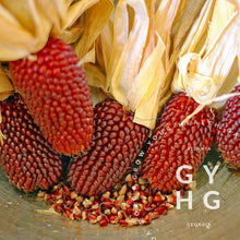 Load image into Gallery viewer, Strawberry Popcorn Heirloom Corn Seeds
