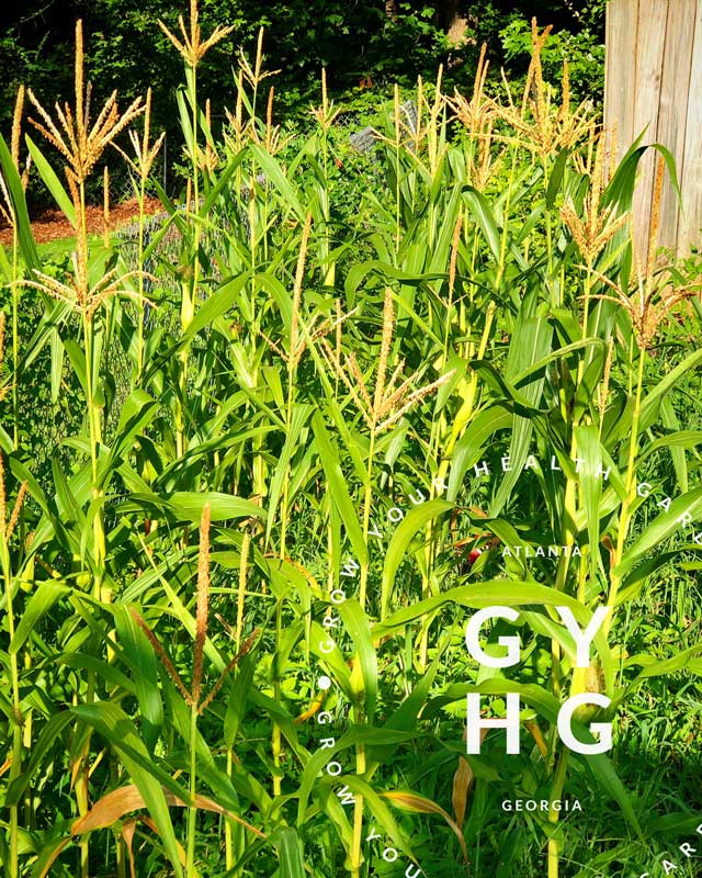 Strawberry Popcorn Corn Heirloom Seeds ( Non GMO )