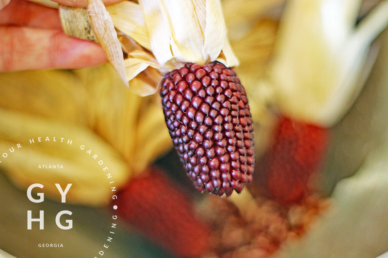 Strawberry Popcorn Corn Heirloom Seeds ( Non GMO ) – Grow Your Health  Gardening