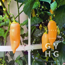 Load image into Gallery viewer, Sugar Rush Peach Pepper on hydroponic Tower Garden
