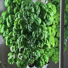 Load image into Gallery viewer, Genovese Sweet Basil growing hydroponically on a indoor tower garden
