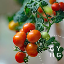 Load image into Gallery viewer, Tom Thumb Micro Dwarf Cherry Tomato Hydroponic Adapted
